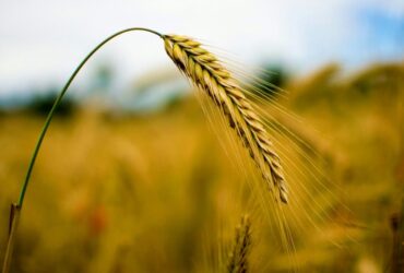Το Greek Living Earth συμβάλλει στον διεθνή διάλογο για τη Γεωργία Άνθρακα και τις Ψηφιακές Υποδομές Παρακολούθησης